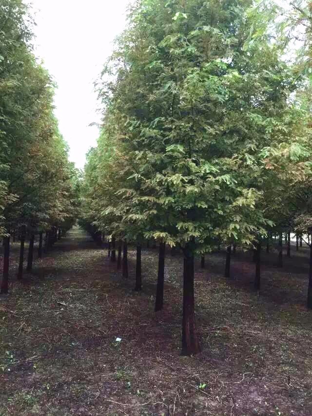 銀杏種植基地