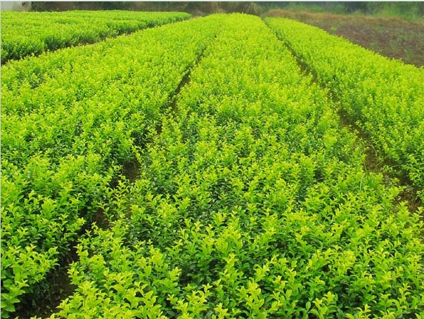 水杉種植基地